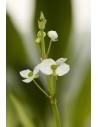 Sagittaria graminea  - 1