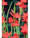 Schizostylis coccinea Major  - 1