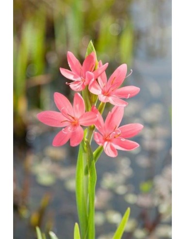 Schizostylis coccinea Mrs Hegarty  - 1