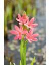 Schizostylis coccinea Mrs Hegarty  - 1