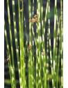 Scirpus tabermont 'Zebrinus'  - 1
