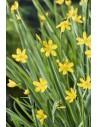 Sisyrinchium californicum  - 1