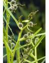 Sparganium erectum  - 1