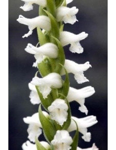 Spiranthes cernua Chadd's Ford  - 1