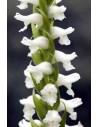 Spiranthes cernua Chadd's Ford  - 1