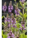 Stachys palustris  - 1