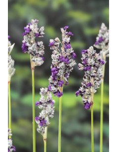 Thalia dealbata  - 1