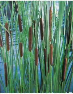 Typha laxmannii  - 1