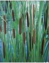 Typha laxmannii  - 1