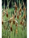 Typha minima  - 1