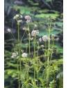 Valeriana officinalis  - 1
