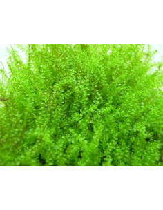 Plagiomnium cf. Affine - "Pearl Moss" 80cc Dennerle - 1