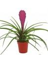 Bromelia  - 1