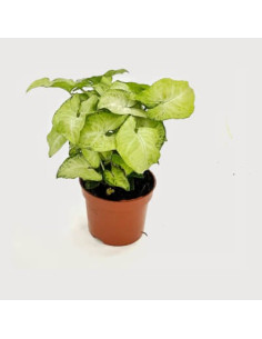 Syngonium (white butterfly)  - 1