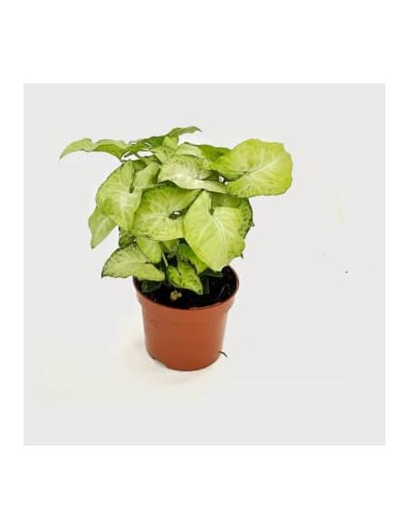 Syngonium (white butterfly)  - 1