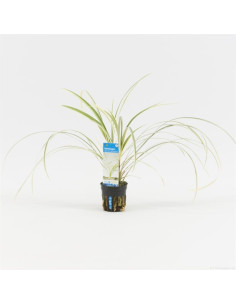 Ophiopogon japonica 'Variegatus'  - 1