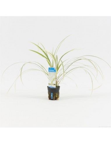 Ophiopogon japonica 'Variegatus'  - 1