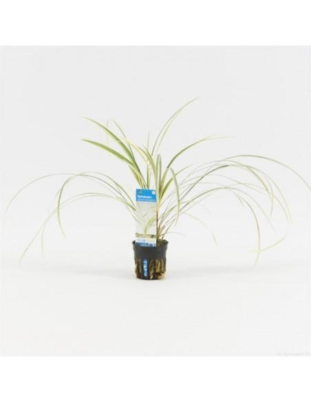 Ophiopogon japonica 'Variegatus'  - 1