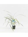 Ophiopogon jaburan  - 1