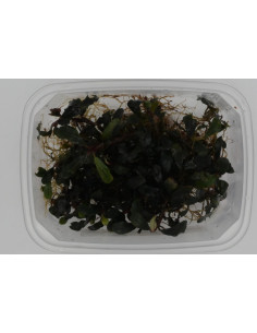 Bucephalandra Deep Purple  - 2