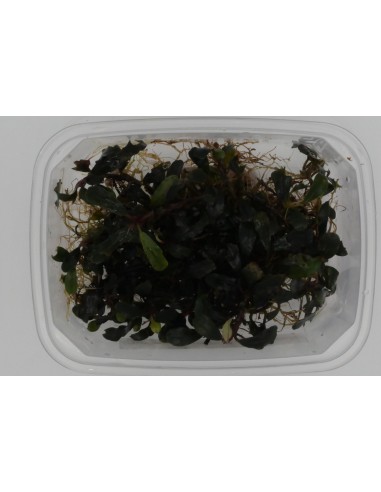 Bucephalandra Deep Purple  - 2