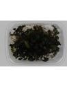 Bucephalandra Deep Purple  - 2