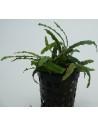 Bucephalandra Biblis  - 1