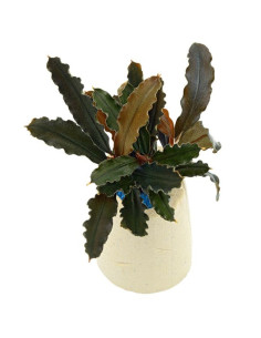 Bucephalandra alamanda vi blue  - 1