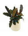 Bucephalandra alamanda vi blue  - 1