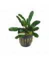 Bucephalandra antyovani  - 1