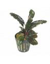 Bucephalandra brown ghost  - 1