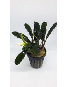 Bucephalandra Melawi Fine Edge  - 1