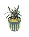 Bucephalandra Velvet lead Entihong  - 1
