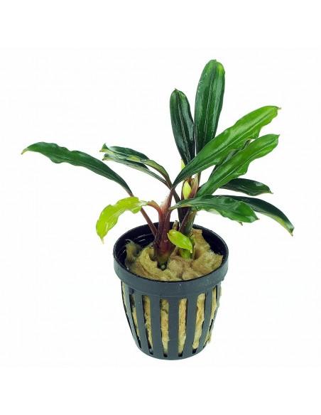 Bucephalandra kapuas hulu  - 1