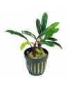 Bucephalandra kapuas hulu  - 1