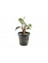 Bucephalandra dark blue  - 1