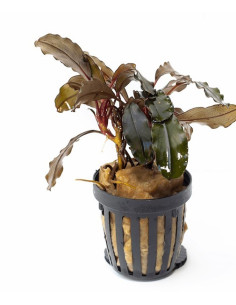 Bucephalandra alamanda v3 dark  - 1