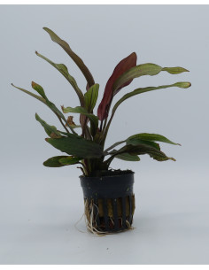 Echinodorus 'miracle'  - 1