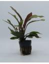 Echinodorus 'miracle'  - 1