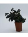 Bucephalandra Kedagang  - 1