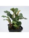 Bucephalandra Wavy Leaf  - 1