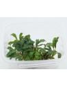 Bucephalandra Brownie Amanda  - 1