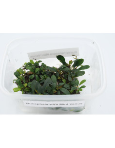 Bucephalandra Mini Venus  - 1