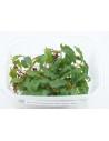 Bucephalandra Brownie Blue  - 1
