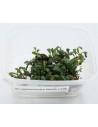 Bucephalandra Nedle Leaf  - 1