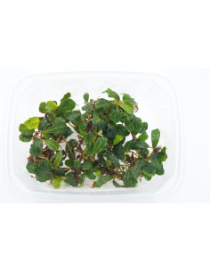 Bucephalandra Apple Leaf  - 1