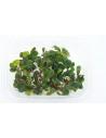 Bucephalandra Apple Leaf  - 1