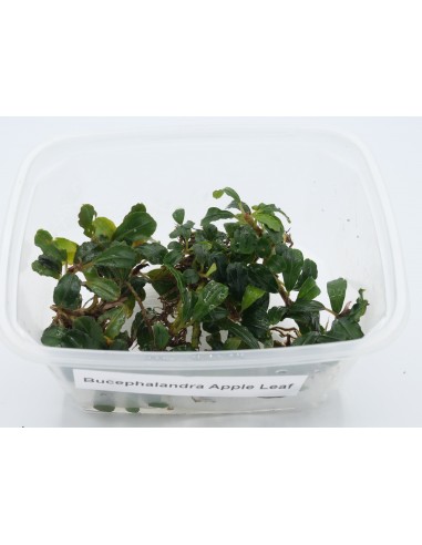 Bucephalandra Apple Leaf  - 2