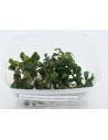 Bucephalandra Apple Leaf  - 2