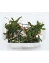 Bucephalandra Cathrine  - 1